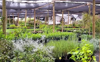 Jardin los borquez