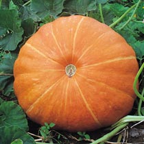 calabaza-2